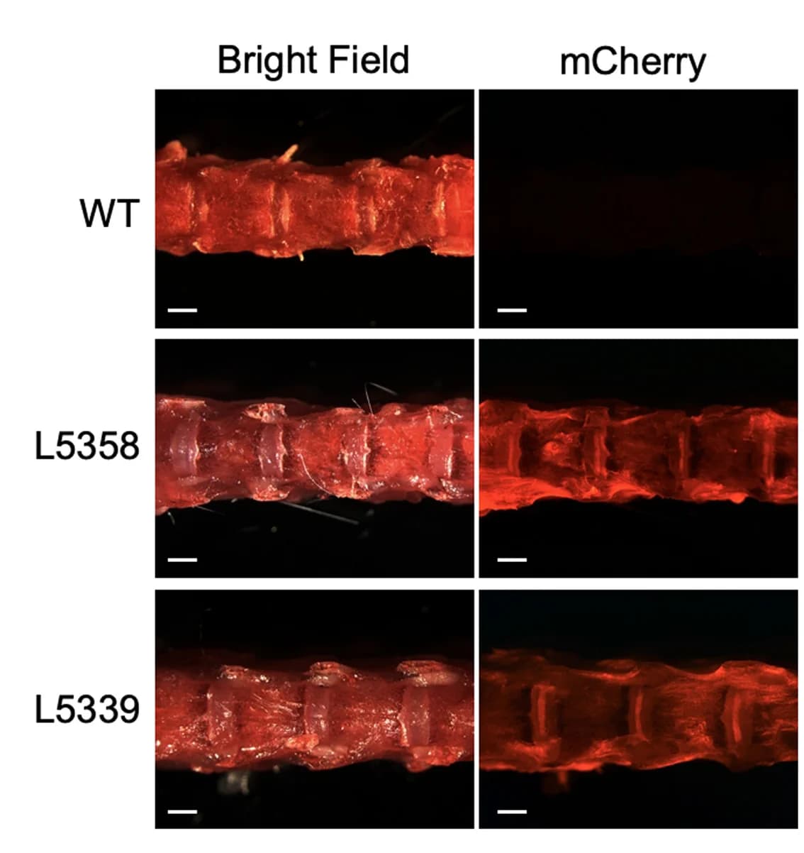 Open access visualization of Microscopy, mCherry Expression, Lumber IVD, Mouse