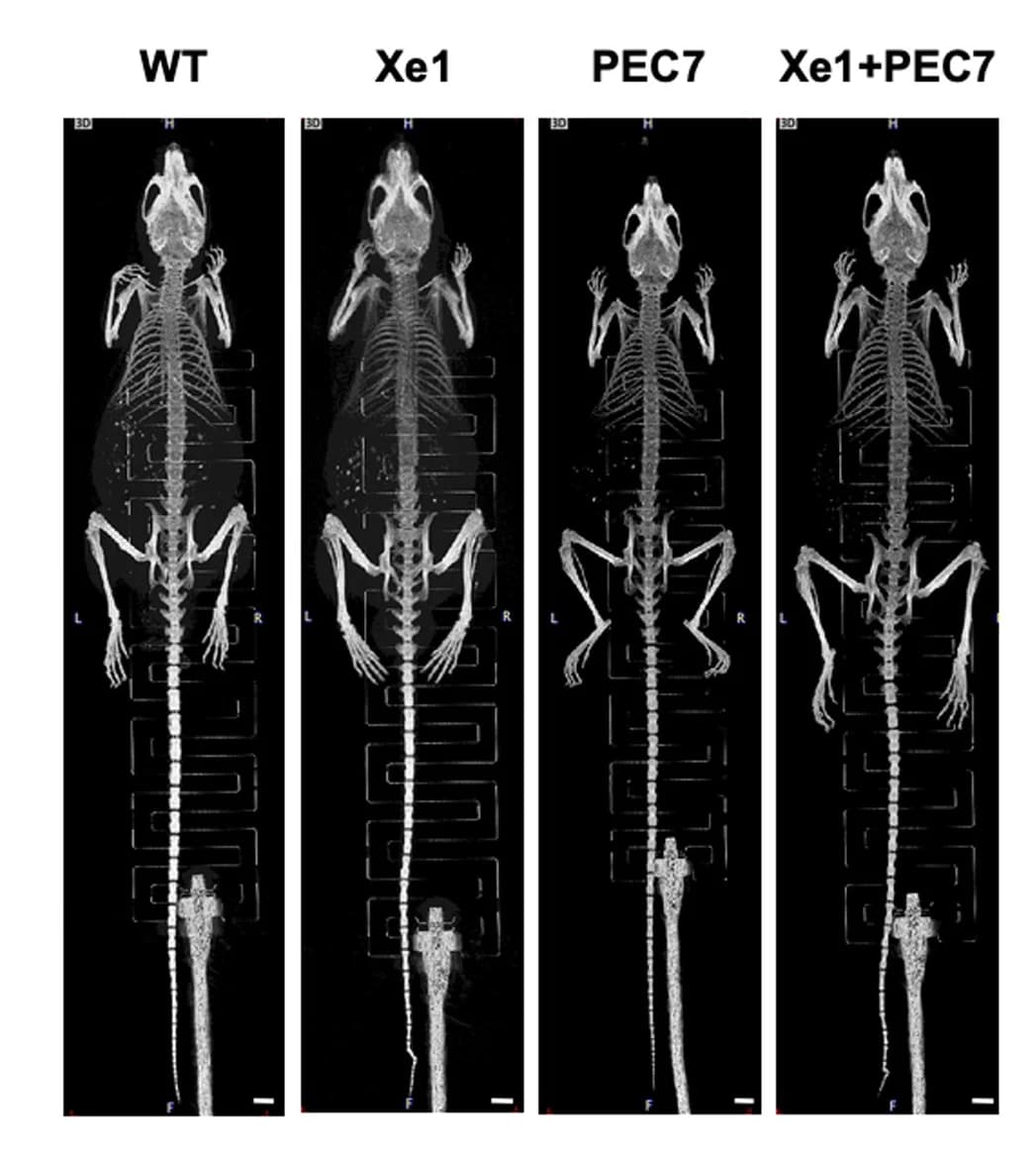 Open access visualization of Photo, Whole-Body, Skeletal Structure, Mice, Micro-CT