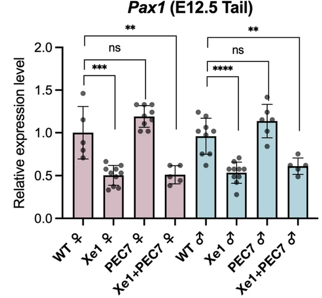 Open access visualization of Bar Plot, Error Bars, Pax1 Gene, Expression Levels, Mouse Tail