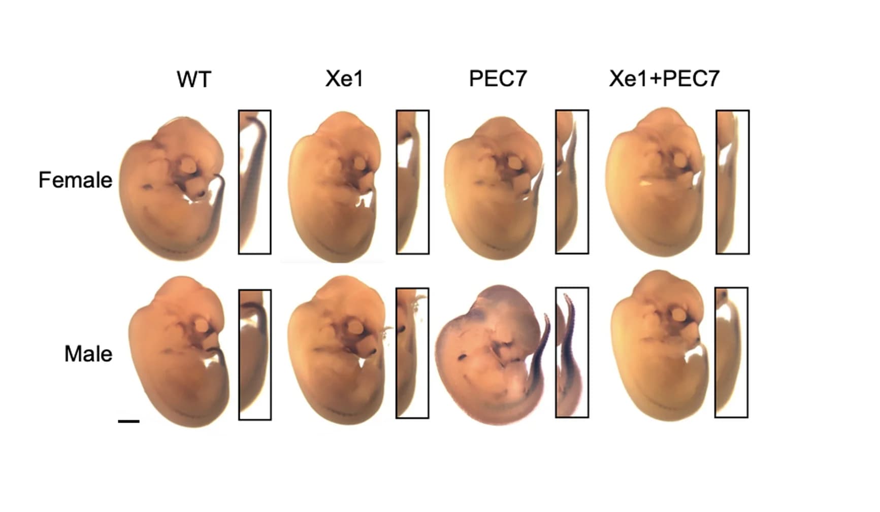 Open access visualization of Photo, Whole-Mount, In Situ Hybridization, Pax1, Mouse Embryos