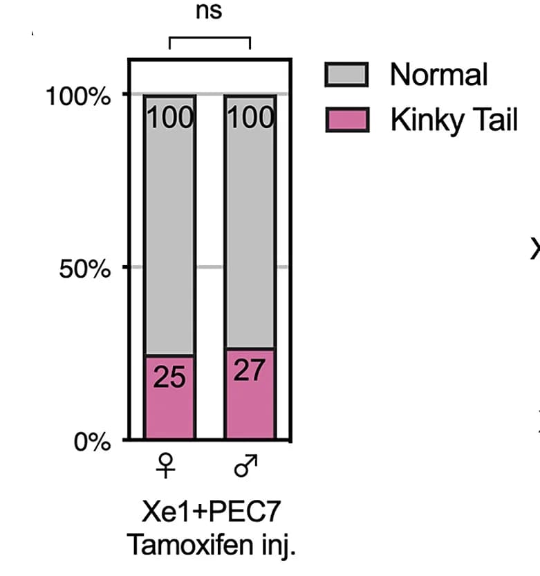 Open access visualization of Stacked Bar Plot, Kinky Tail Ratio, Xe1+PEC7 Knockout Mice, Tamoxifen Injection, Chi-squared Test
