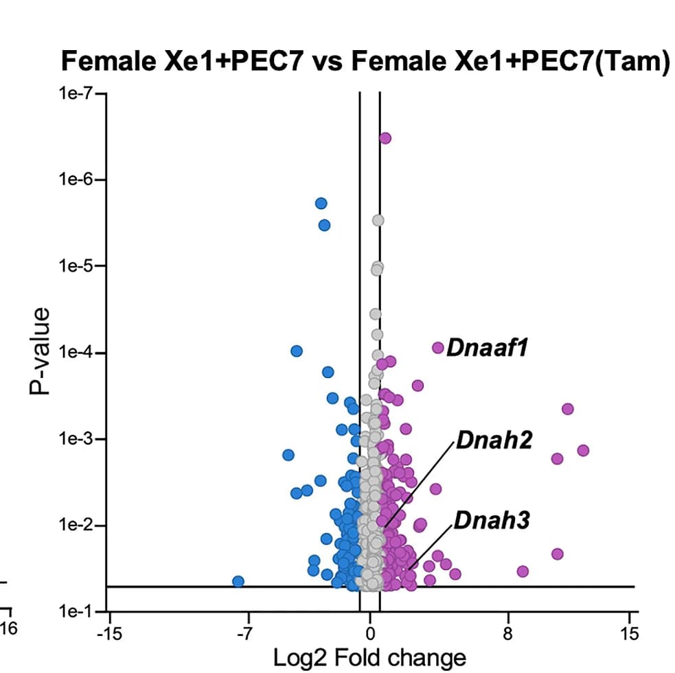 Open access visualization of Volcano Plot, Volcano Plots, Transcriptional Changes, Gene Expression, Log2 Fold Change