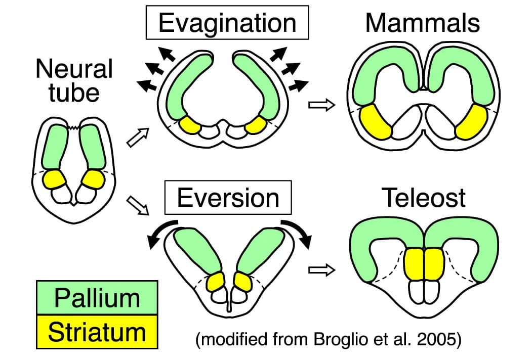 Open access visualization of Illustration, Developmental Processes, Mammalian Brain, Teleost Brain, Pallium