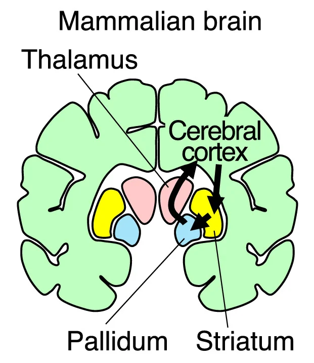 Open access visualization of Illustration, Cortico-Basal Ganglia Circuits, Mammalian Brain, Zebrafish Brain, Coronal Sections