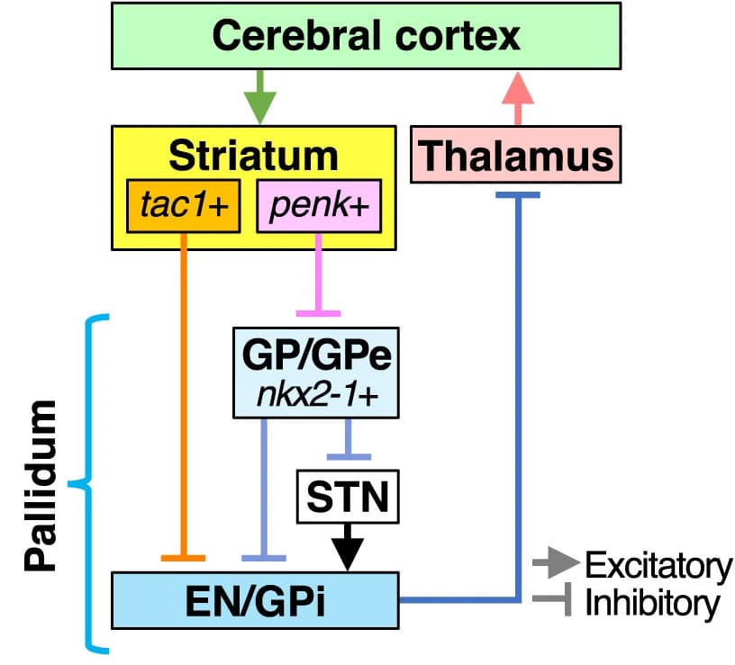 Open access visualization of Workflow, Flowchart, Schematic Diagram, Mammalian Brain, Cortico-Basal Ganglia Circuit