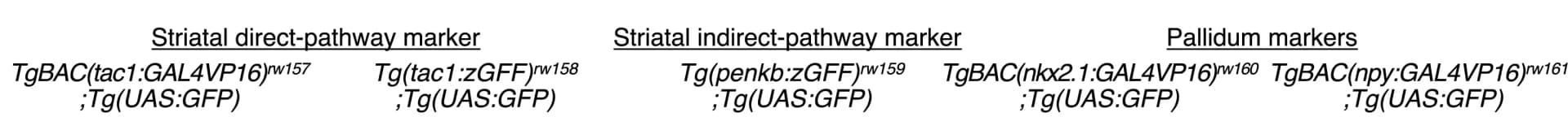 Open access visualization of Illustration, Expression Patterns, Gal4-Driver Lines, Direct-Pathway Striatal Neurons, Indirect-Pathway Striatal Neurons