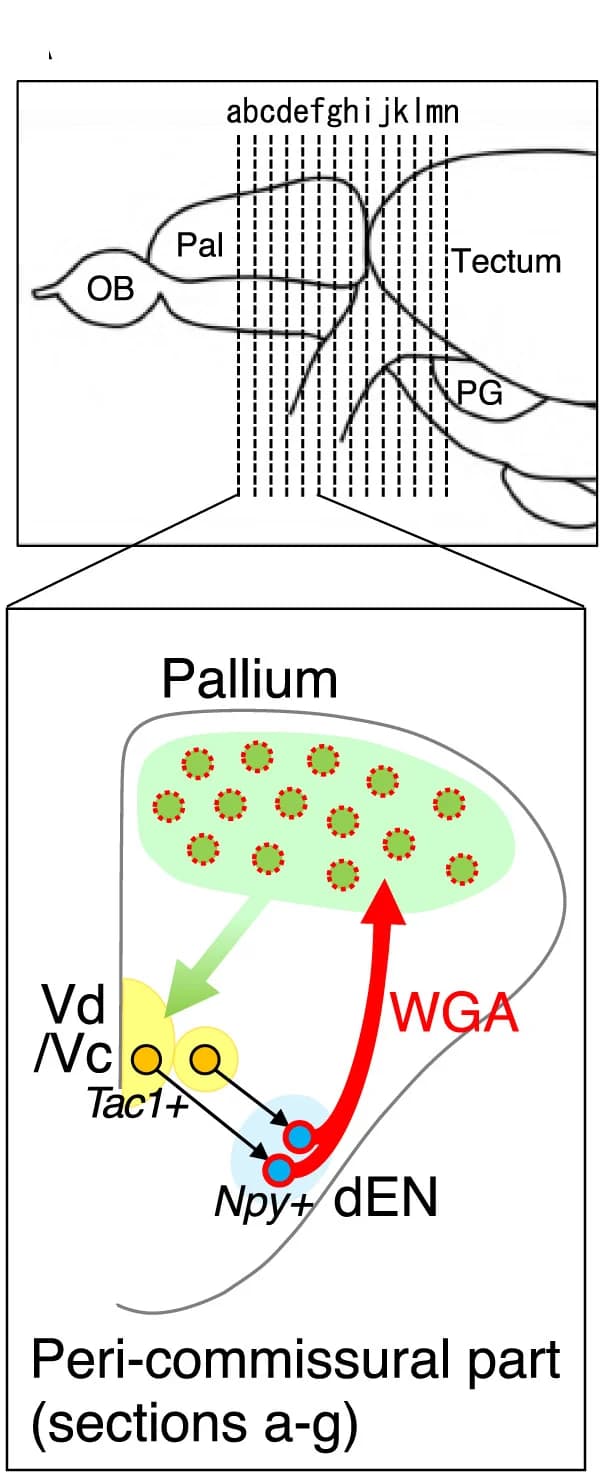 Open access visualization of Illustration, Workflow, Coronal Section, WGA Expression, Neurons