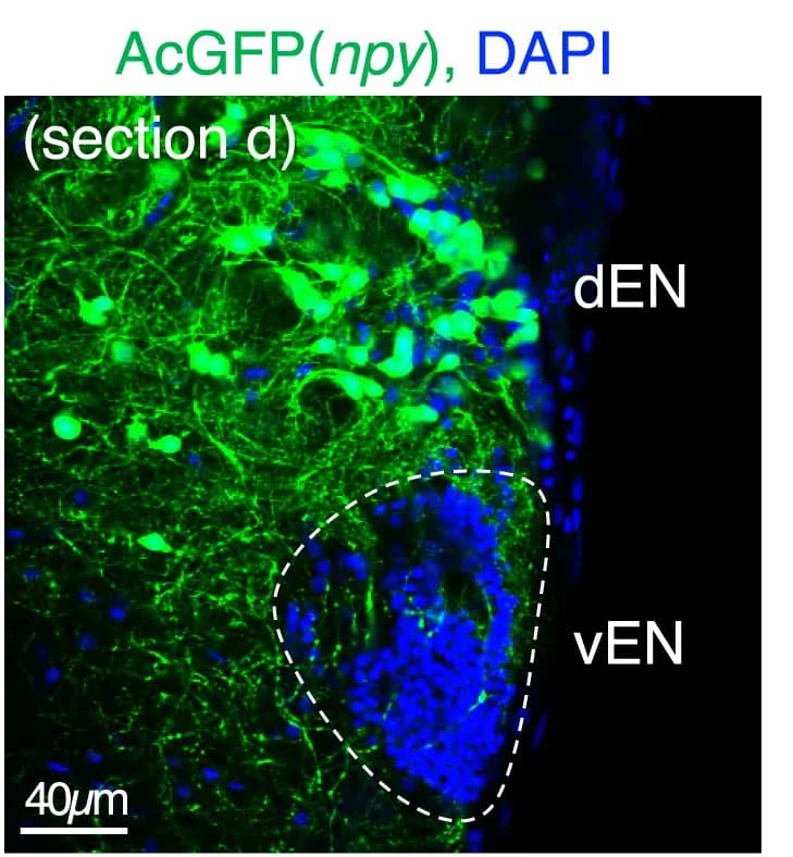 Open access visualization of Microscopy, Magnified View, dEN-vEN Region