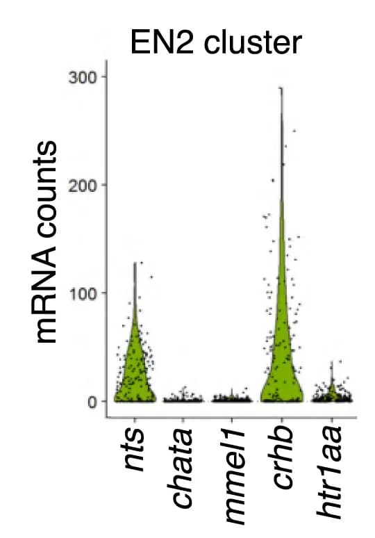 Open access visualization of Violin Plot, mRNA Counts, EN2 Neuron, CRHB Expression