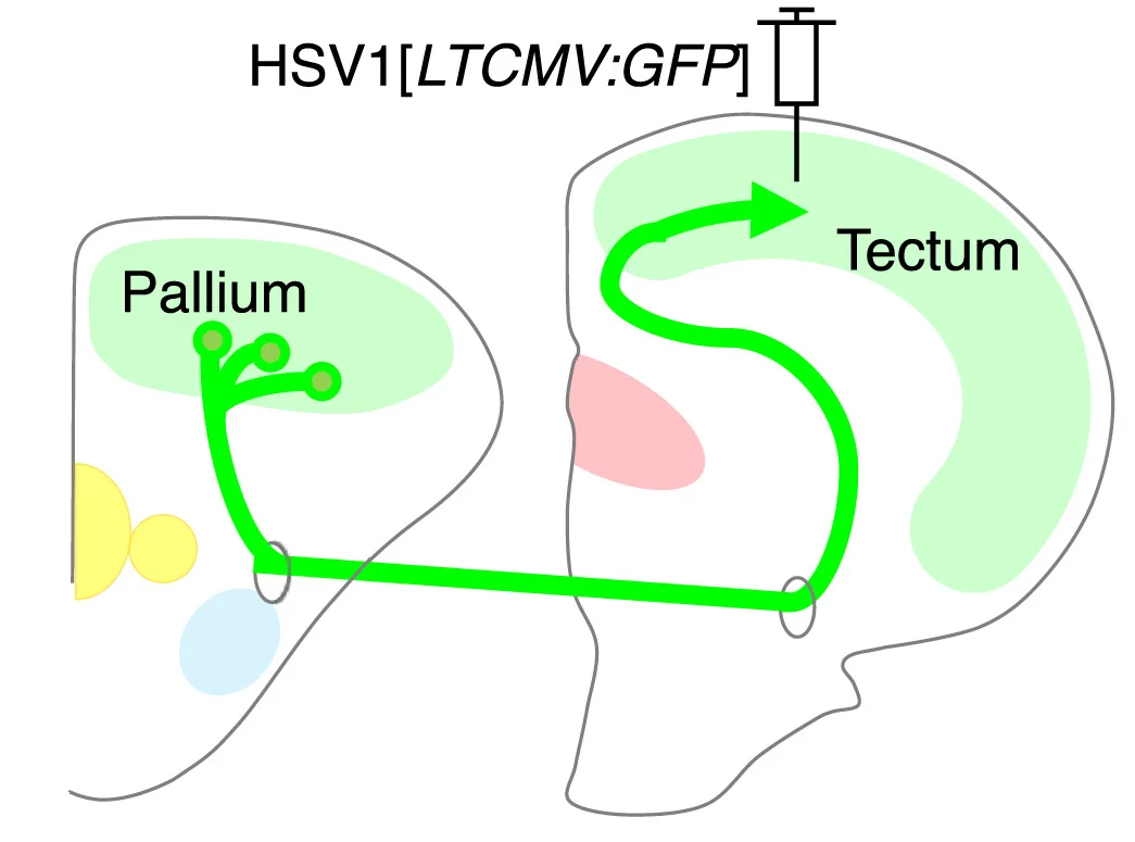 Open access visualization of Workflow, Flowchart, Illustration, HSV1[LTCMV:GFP], Tectum