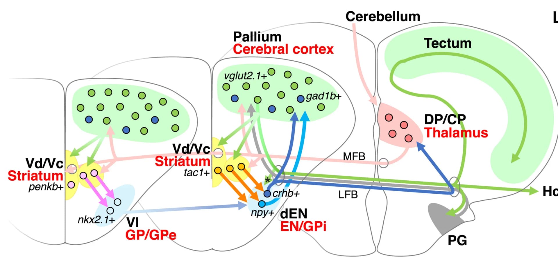 Open access visualization of Pathway, Zebrafish, Cortico-basal Ganglia-thalamic Network, Schematic Diagram, Axonal Projections