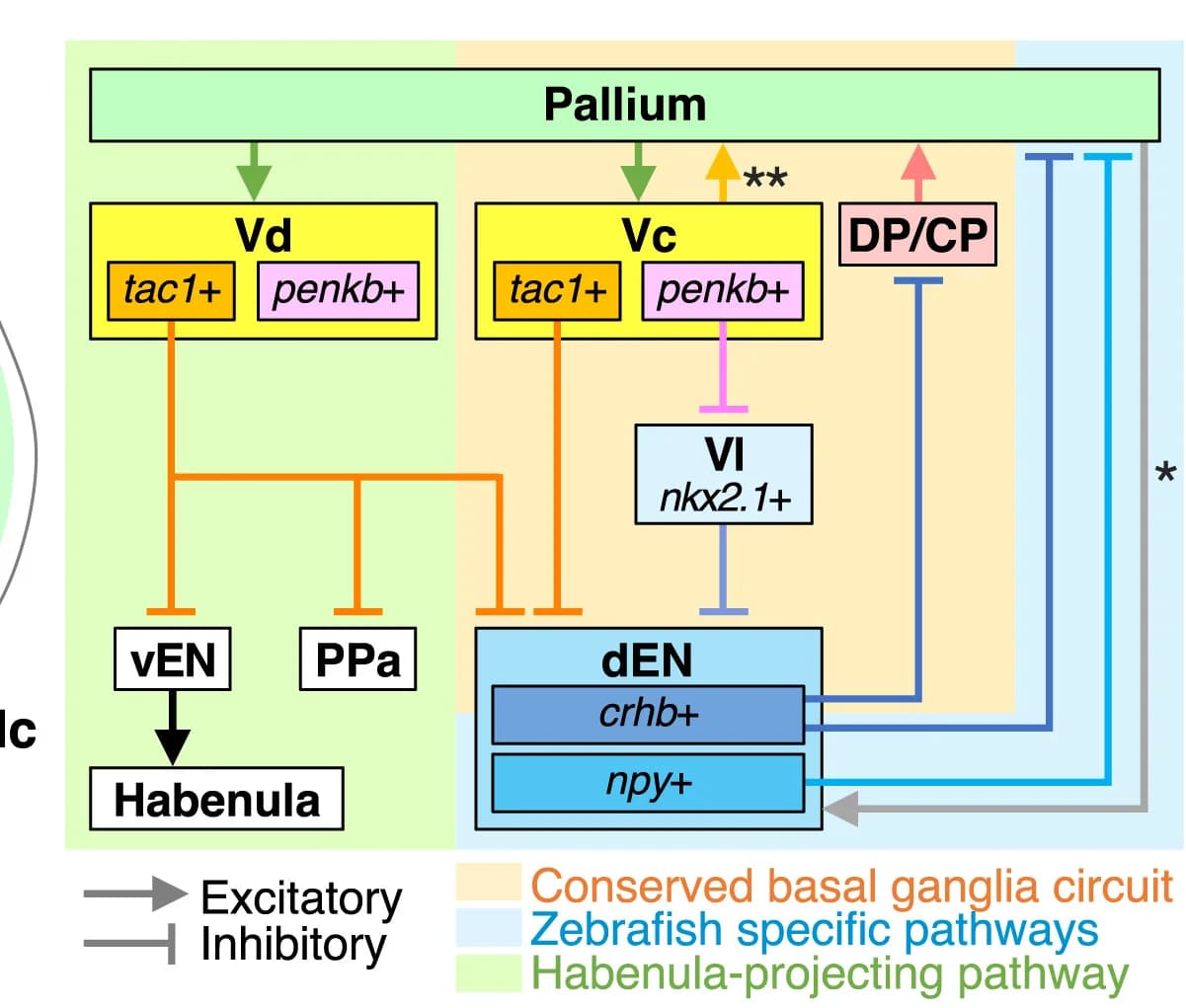 Open access visualization of Workflow, Flowchart, Zebrafish, Cortico-basal Ganglia-thalamic Network, Schematic Diagram