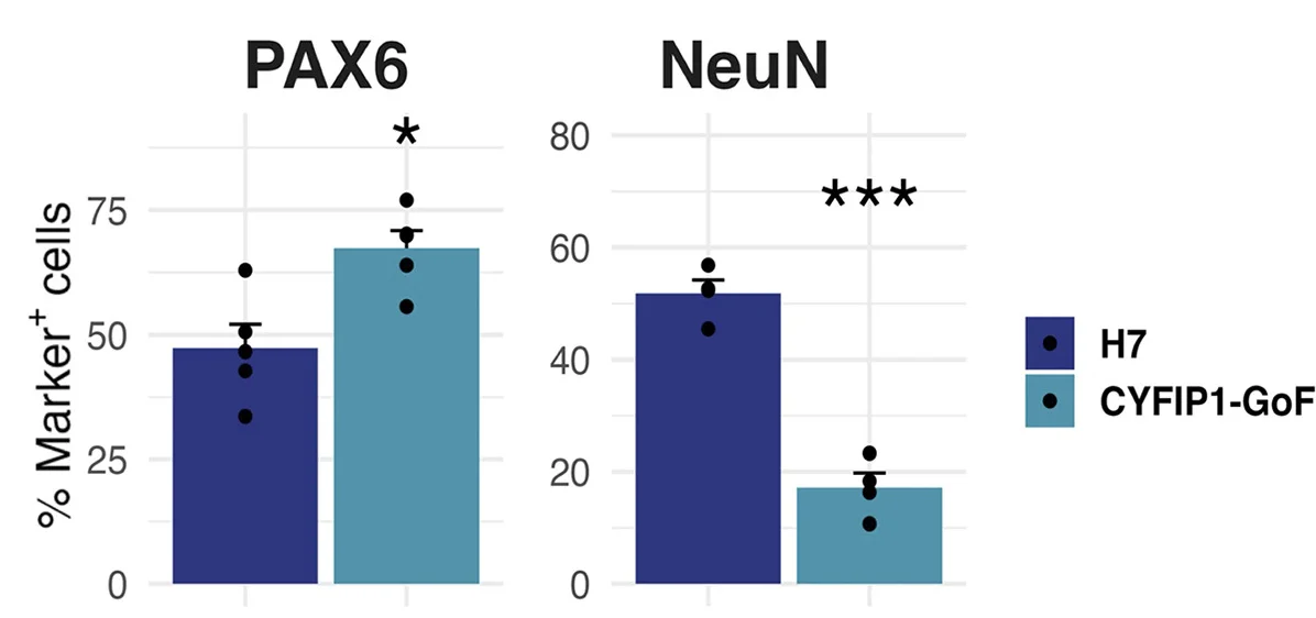 Open access visualization of Bar Plot, Error Bars, Quantification, PAX6 Positive Cells, NeuN Positive Cells