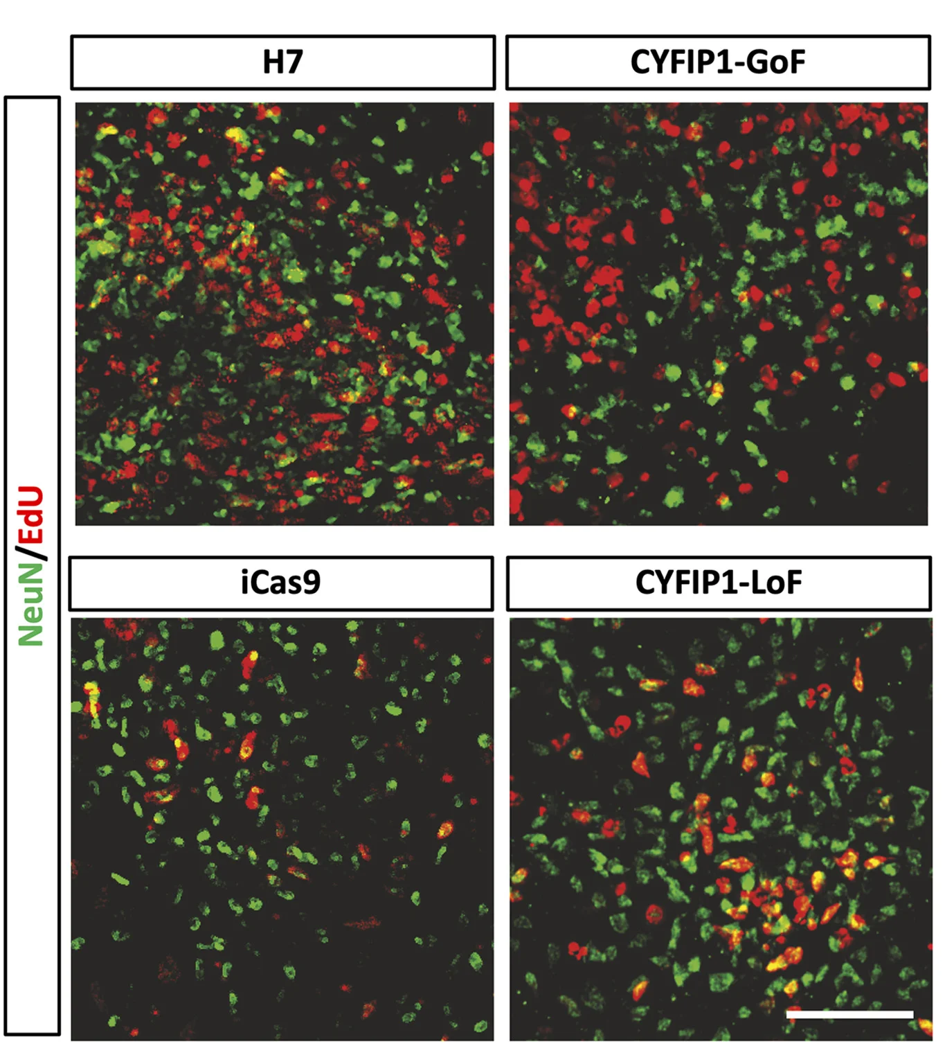 Open access visualization of Microscopy, EdU, NeuN, Cells, Immunostaining