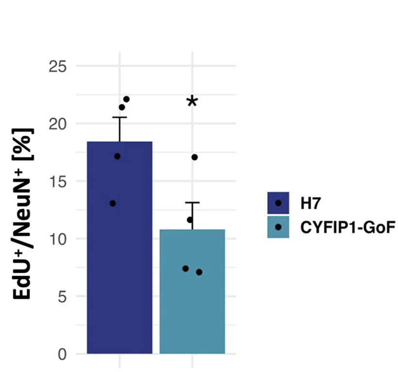 Open access visualization of Bar Plot, Error Bars, Clustered, EdU, NeuN