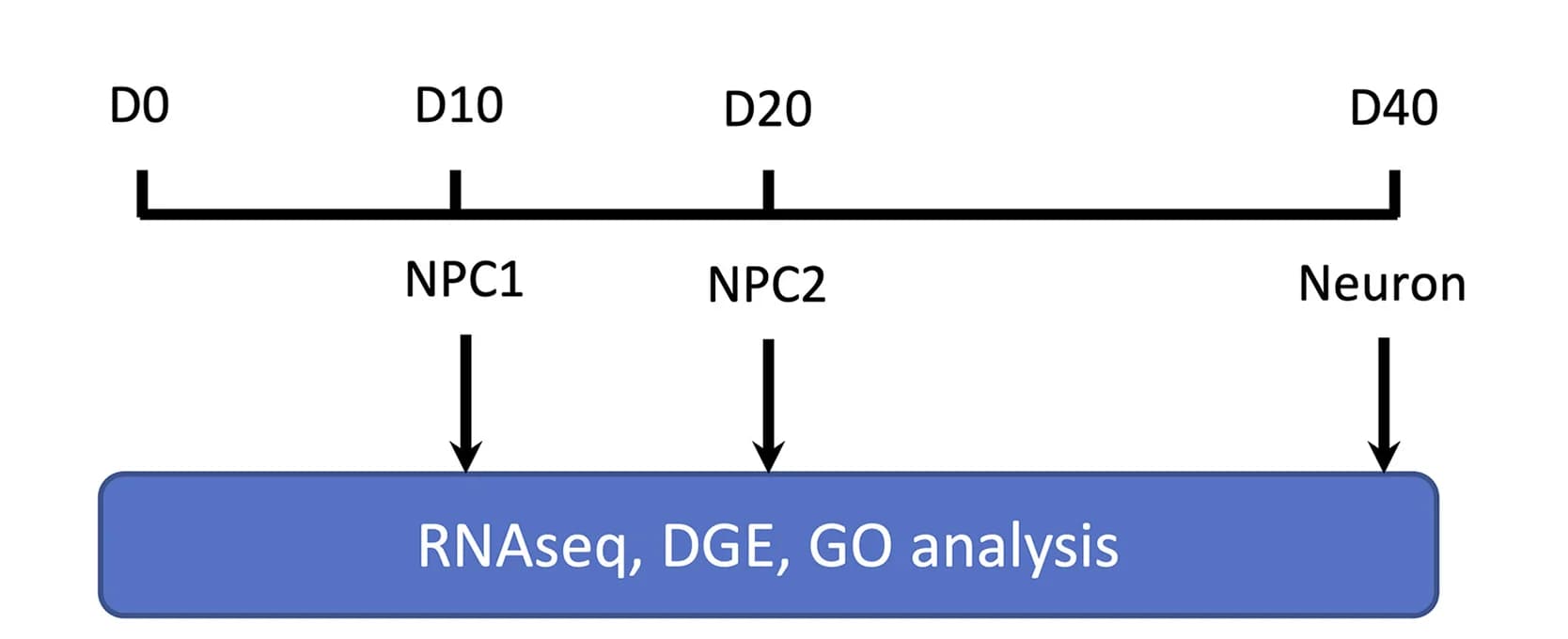 Open access visualization of Workflow, Flowchart, RNA-Seq, Experimental Flow