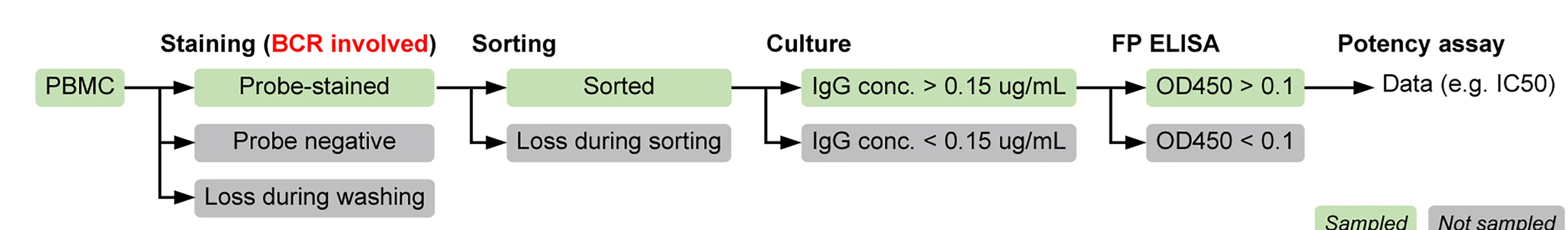 Open access visualization of Workflow, Flowchart, Antigen-Specific IgG+ B Cell Sampling, SCAN Workflow, Cells