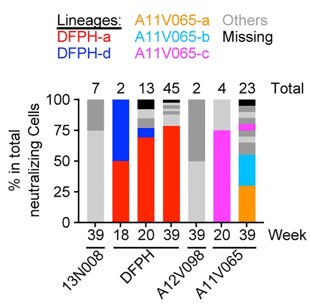 Open access visualization of Stacked Bar Plot, B Cell Lineage, Neutralizing B Cells, PBMC Sample, Bar Graph