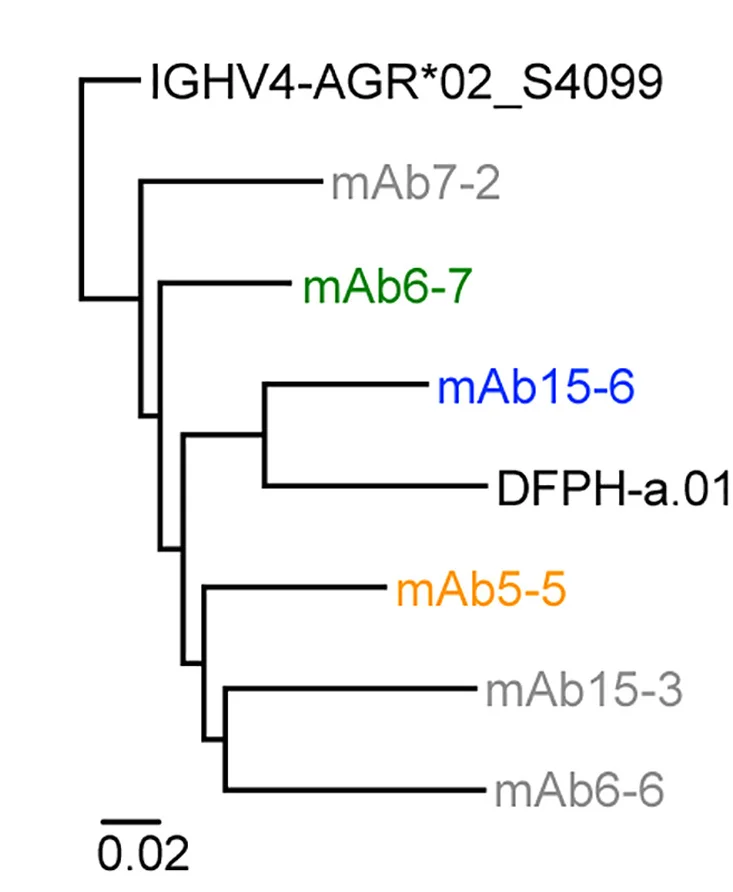 Open access visualization of Network, Pathway, Maximum-Likelihood Tree, Heavy-Chain Nucleotide Sequences, Germline Gene