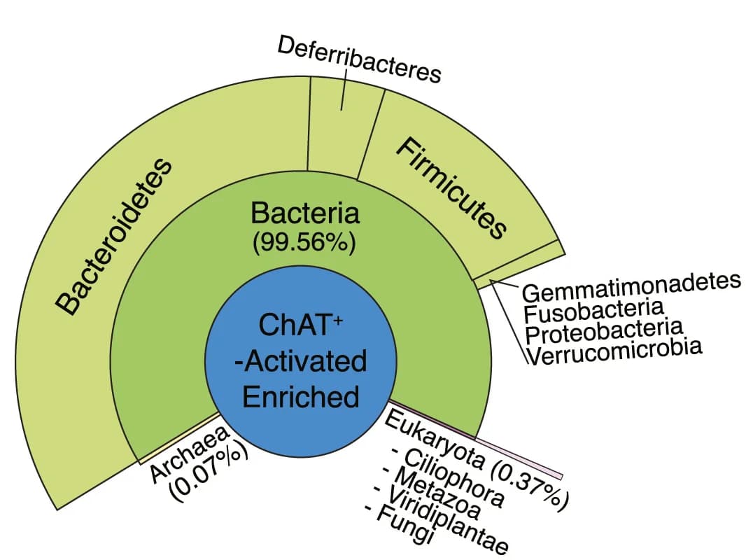 Open access visualization of Sunburst, Unipept Metaproteomics Analysis, Upregulated Proteins, Microbial Proteins, TH-activated Mice