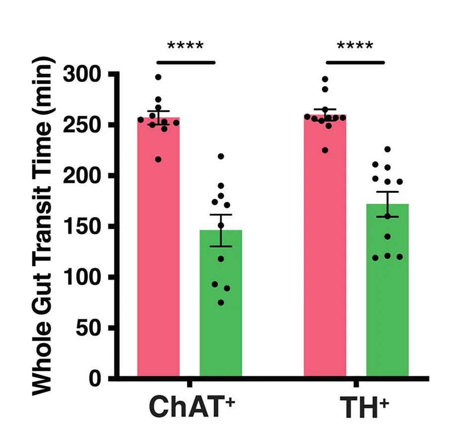 Open access visualization of Bar Plot, Error Bars, Clustered, Whole-Gut Transit Time, ChAT+ Mice