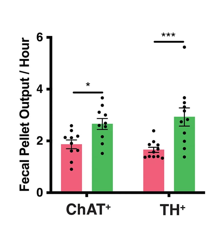 Open access visualization of Bar Plot, Error Bars, Scatter Plot, Fecal Pellet Output, ChAT+ Mice