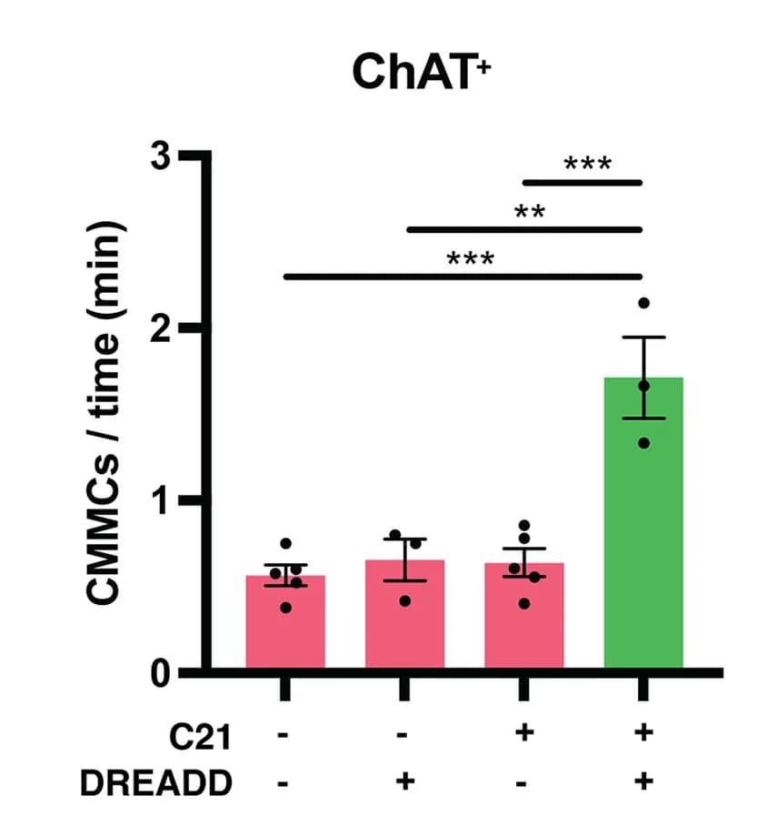 Open access visualization of Bar Plot, Error Bars, Ex Vivo CMMCs, ChAT+ Mice, Activation