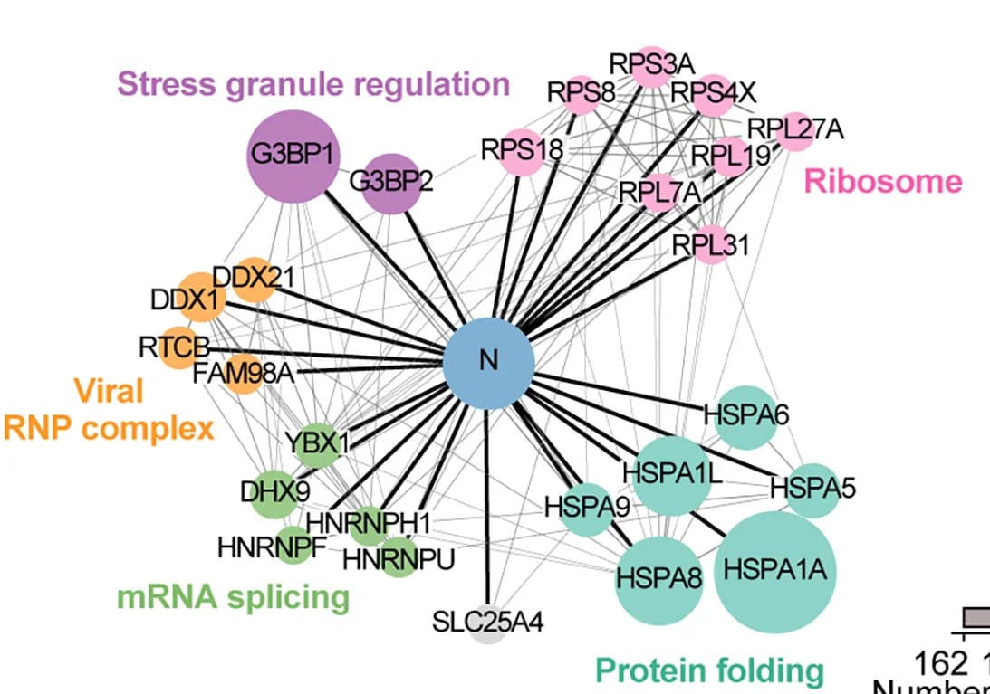 Open access visualization of Network, N Protein, Interactome, Mass Spectrometry, HEK293T Cells