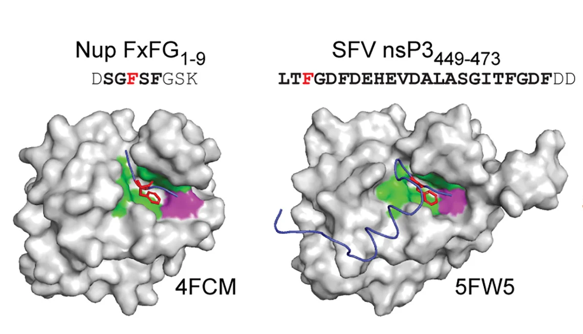 Open access visualization of Protein Structure, Crystal Structures, G3BP1 NTF2L, Peptides, Phenylalanine Residues