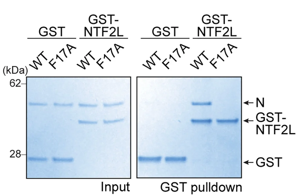 Open access visualization of Gel, GST Pull-down, GST-NTF2L, N-WT, N-F17A