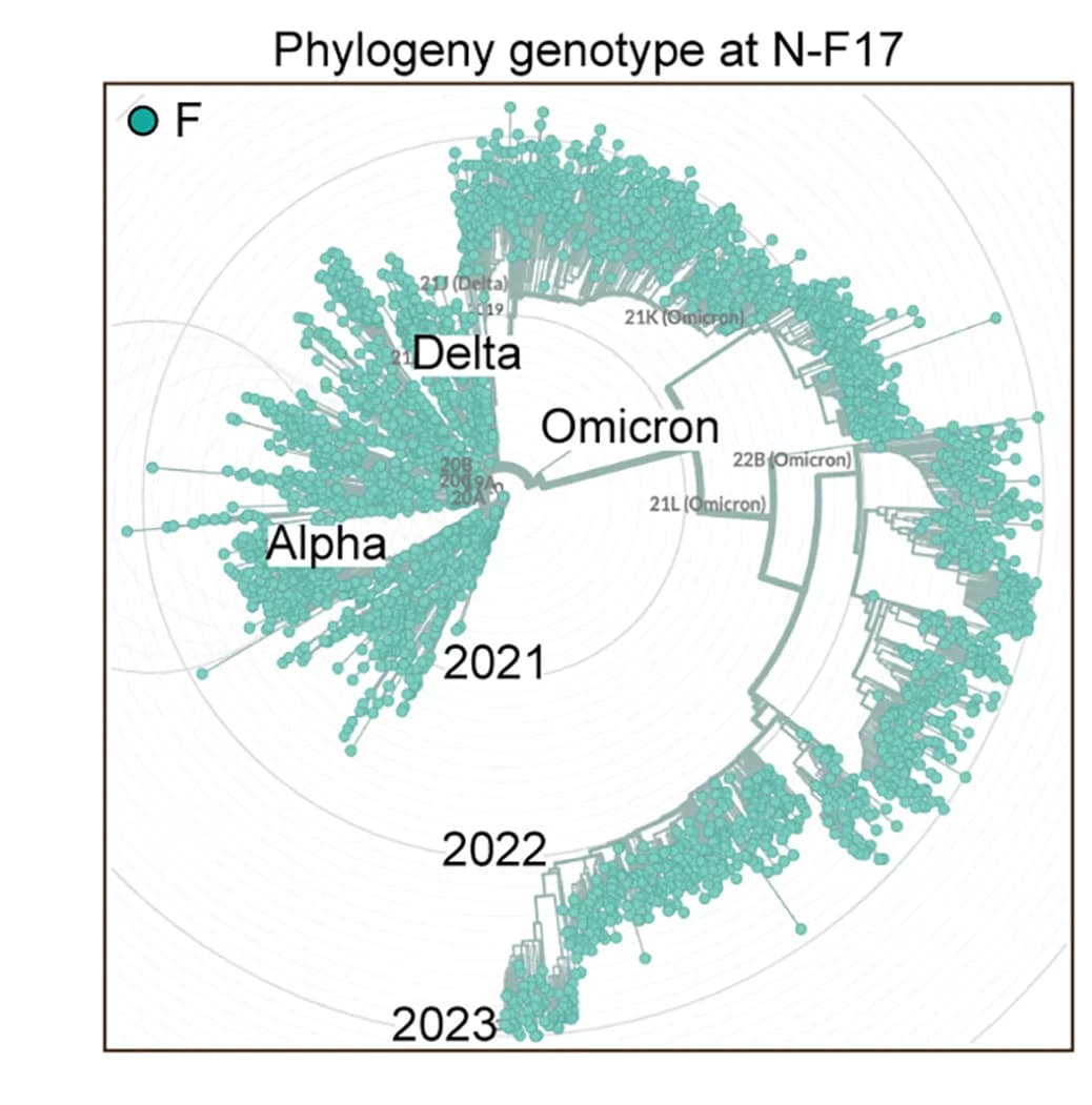 Open access visualization of Network, Phylogeny, N Protein, Genotypes
