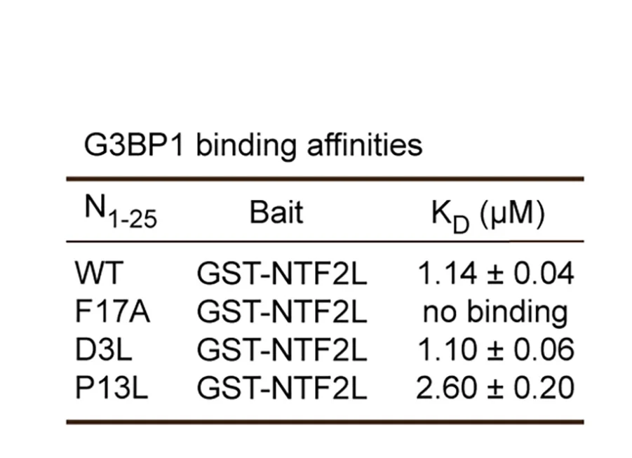 Open access visualization of Table Image, SPR Assay, Binding Affinities, N Protein, Peptides