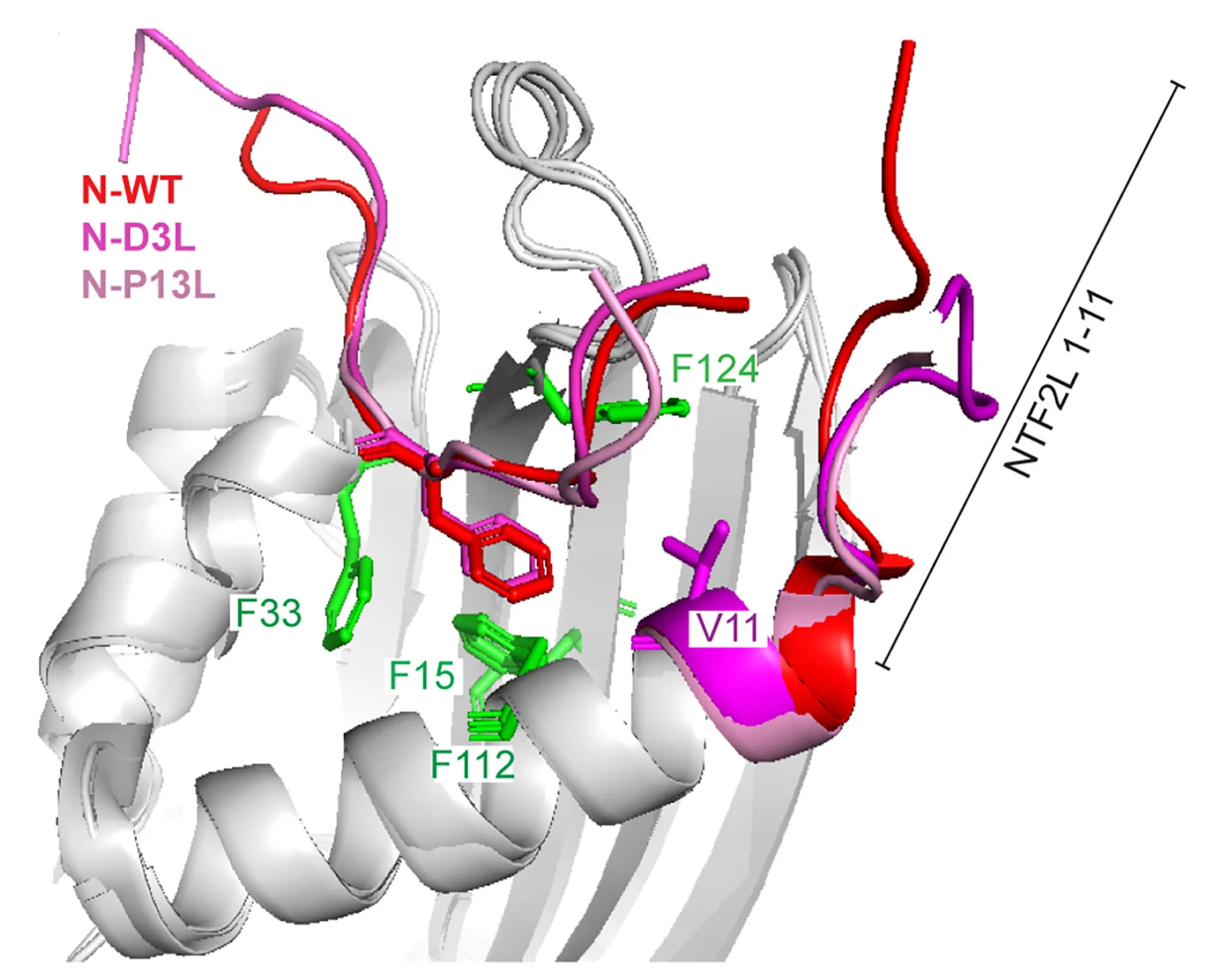 Open access visualization of Protein Structure, Crystal Structures, G3BP1, N-WT1, N-D3L1