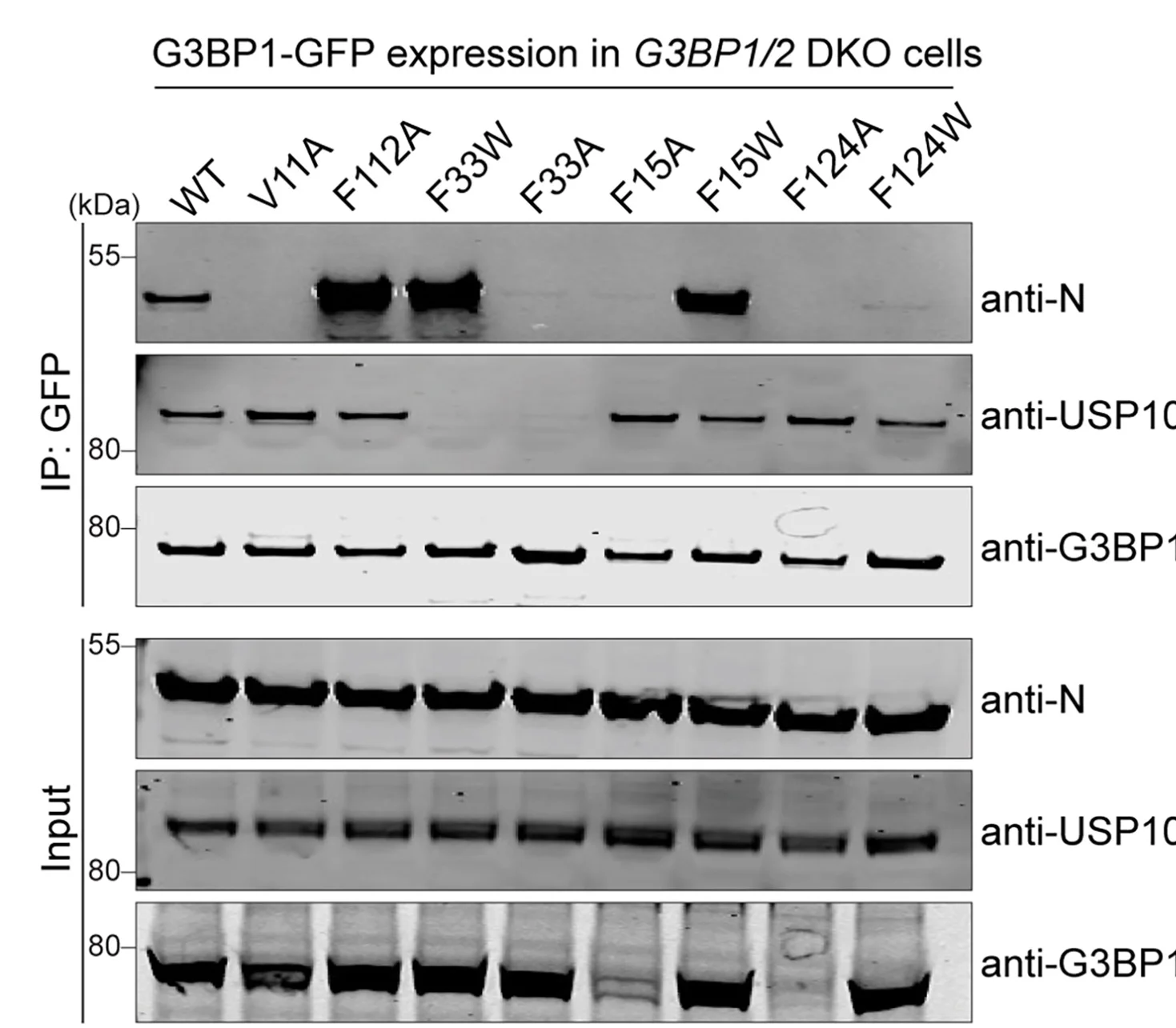 Open access visualization of Gel, SPR Assay, Binding Affinities, Peptides, GST-tagged proteins