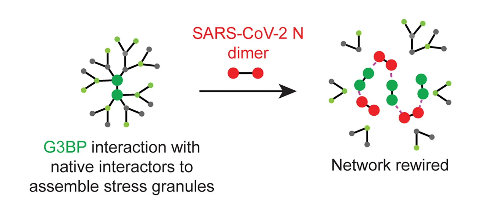 Open access visualization of Network, Pathway, N Protein, G3BP1, Protein Interaction Network