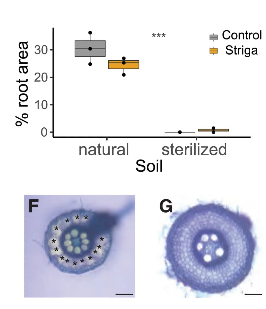 Open access visualization of Box Plot, Microscopy, Aerenchyma Proportion, Cortex, Sorghum Crown Roots