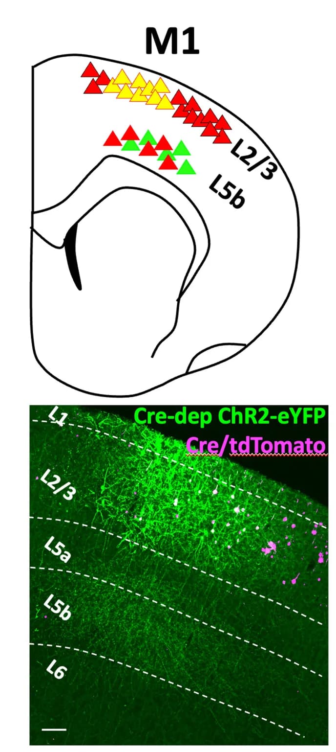 Open access visualization of Microscopy, Illustration, Cortical Slices, Electrophysiological Recordings, ChR2 Expression