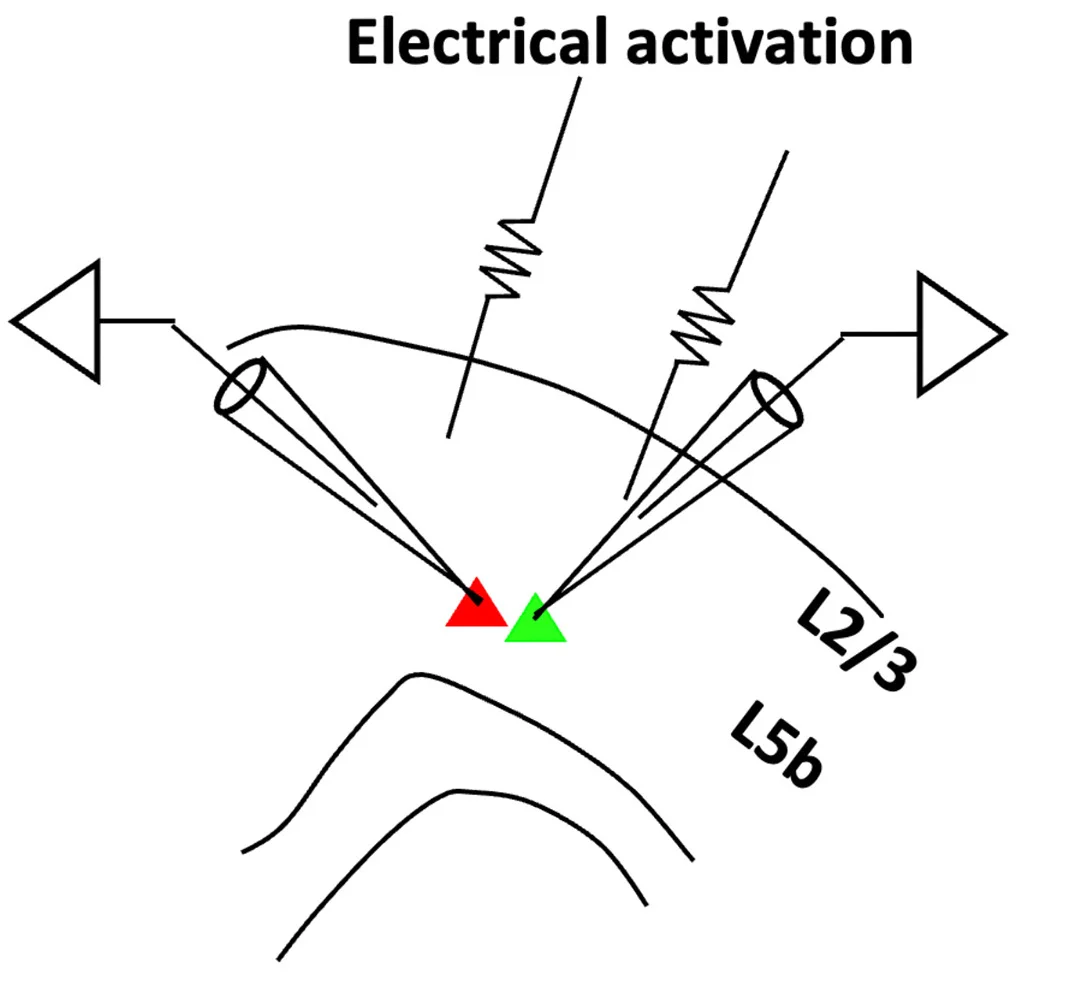 Open access visualization of Illustration, Whole-Cell Patch-Clamp Recording, Neurons, Corticospinal Neurons, EPSC