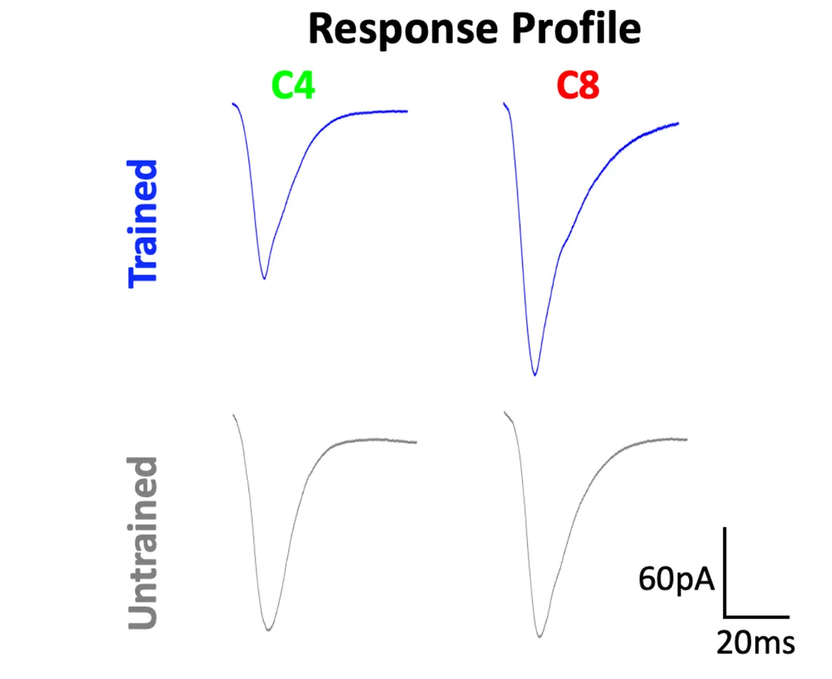 Open access visualization of Line Plot, Whole-Cell Patch Clamp Recordings, Corticospinal Neurons, Motor Trained Rats, Untrained Rats