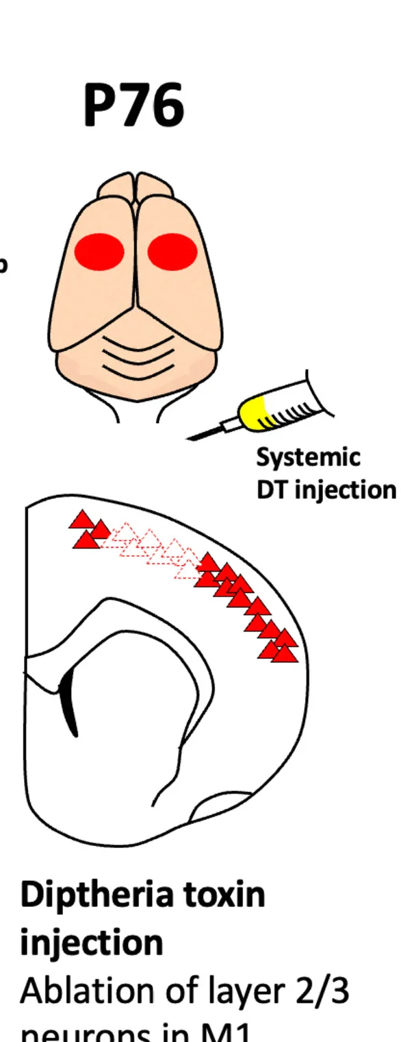 Open access visualization of Illustration, Skilled Forelimb Grasp Training, DT Injection, Excitatory Neurons