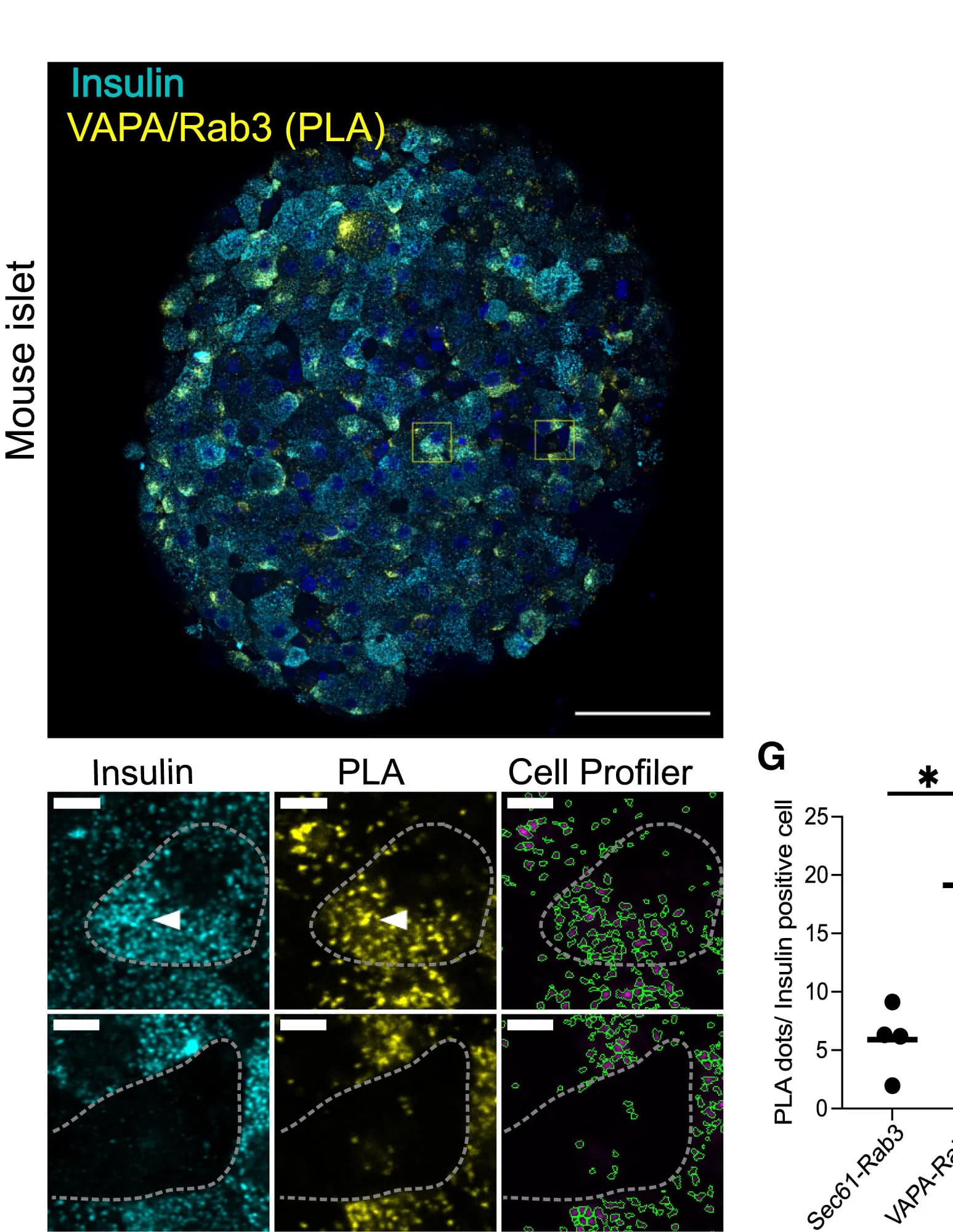 Open access visualization of Microscopy, Scatter Plot, Confocal Microscopy, Mouse Islets, Insulin Immunostaining