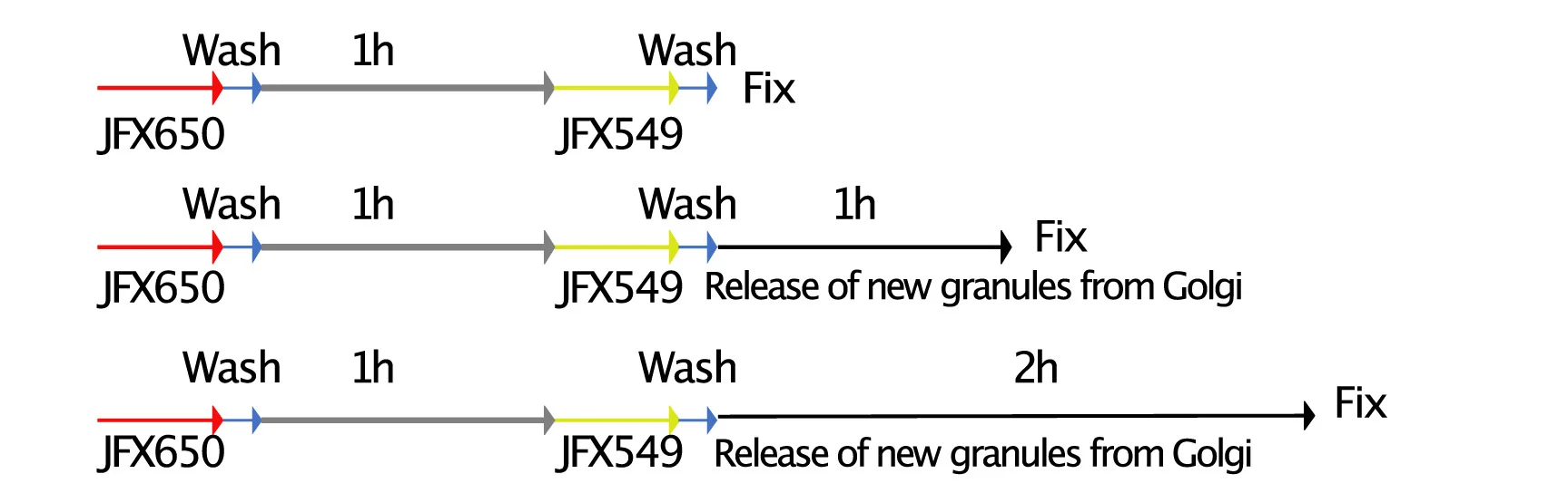 Open access visualization of Workflow, Flowchart, Pulse-Chase Experiment, MIN6 Cells, GFP-Rab3