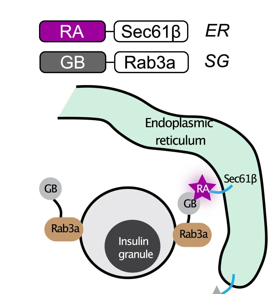 Open access visualization of Workflow, Illustration, Conditional Fluorophores, ER-Granule Contacts, ER-Targeted RFP