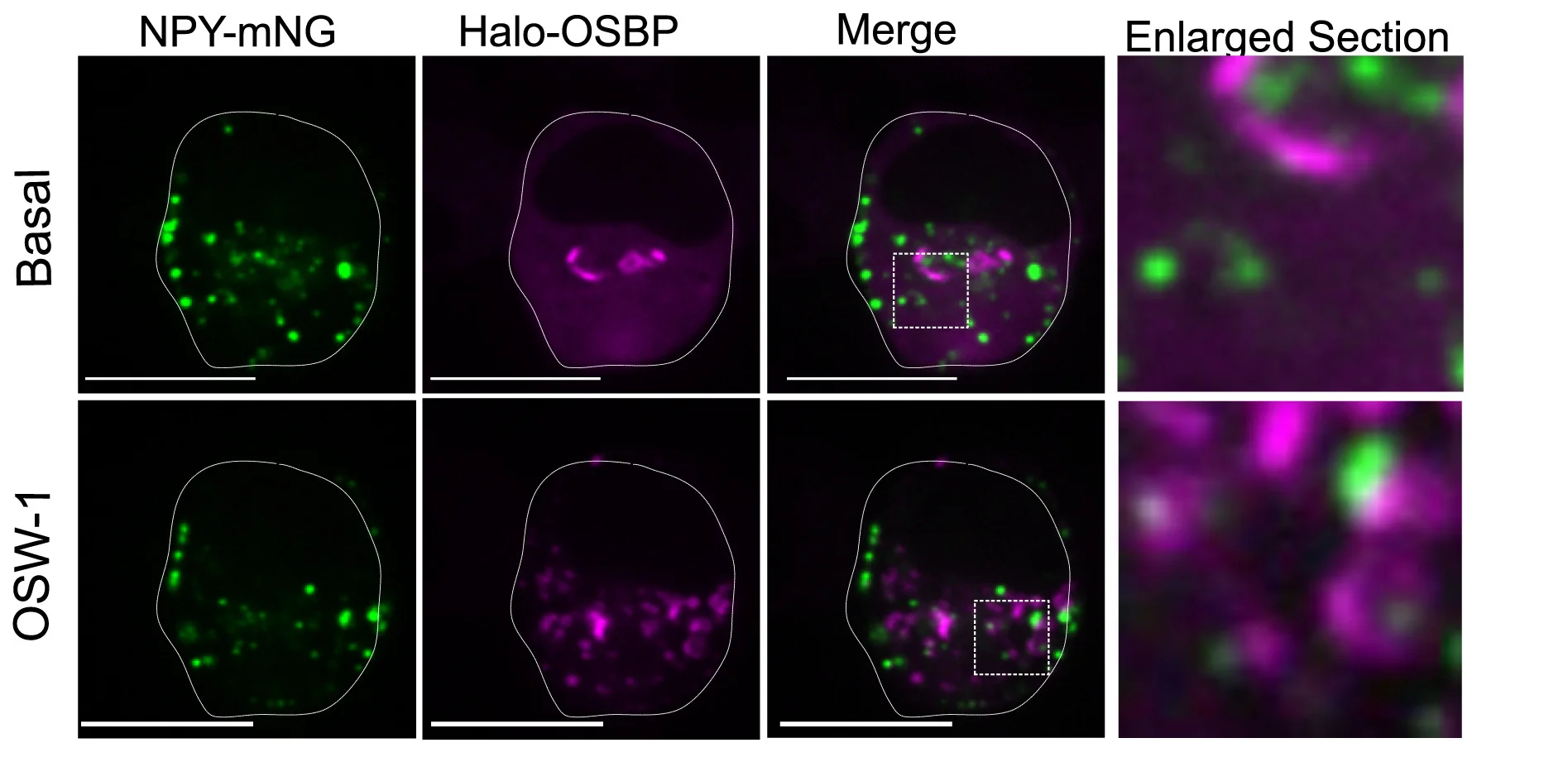Open access visualization of Microscopy, Confocal Microscopy, MIN6 Cells, NPY-mNG, HaloJFX650-OSBP