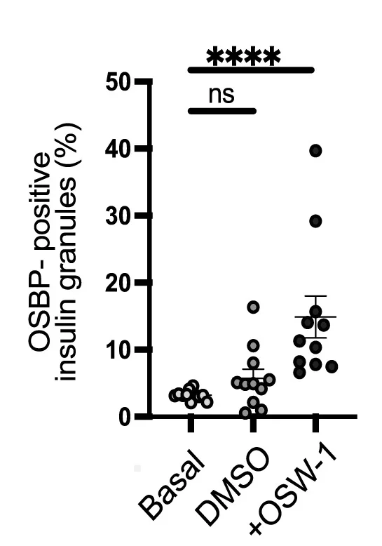 Open access visualization of Scatter Plot, Error Bars, OSBP-Positive Insulin Granules, MIN6 Cells, NPY-mNG