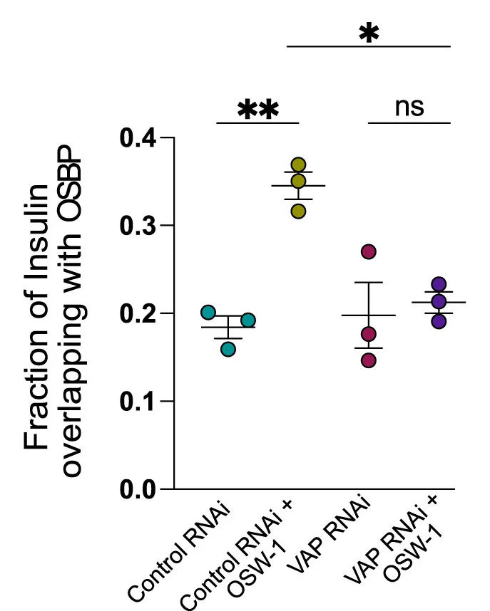 Open access visualization of Scatter Plot, Error Bars, VAP-A/VAP-B Double-Knockdown, INS-1 Cells, OSW-1