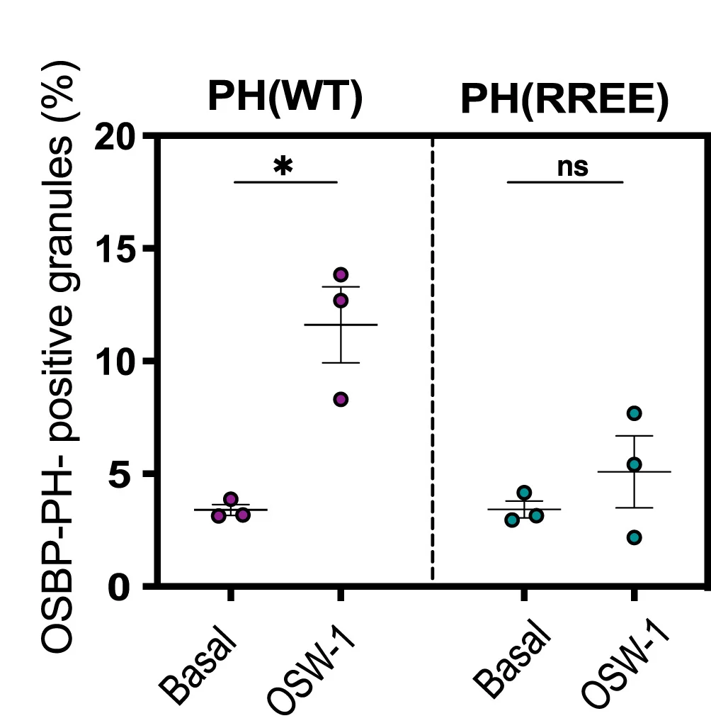 Open access visualization of Scatter Plot, Error Bars, Quantification, OSBP-PH, Insulin Granules