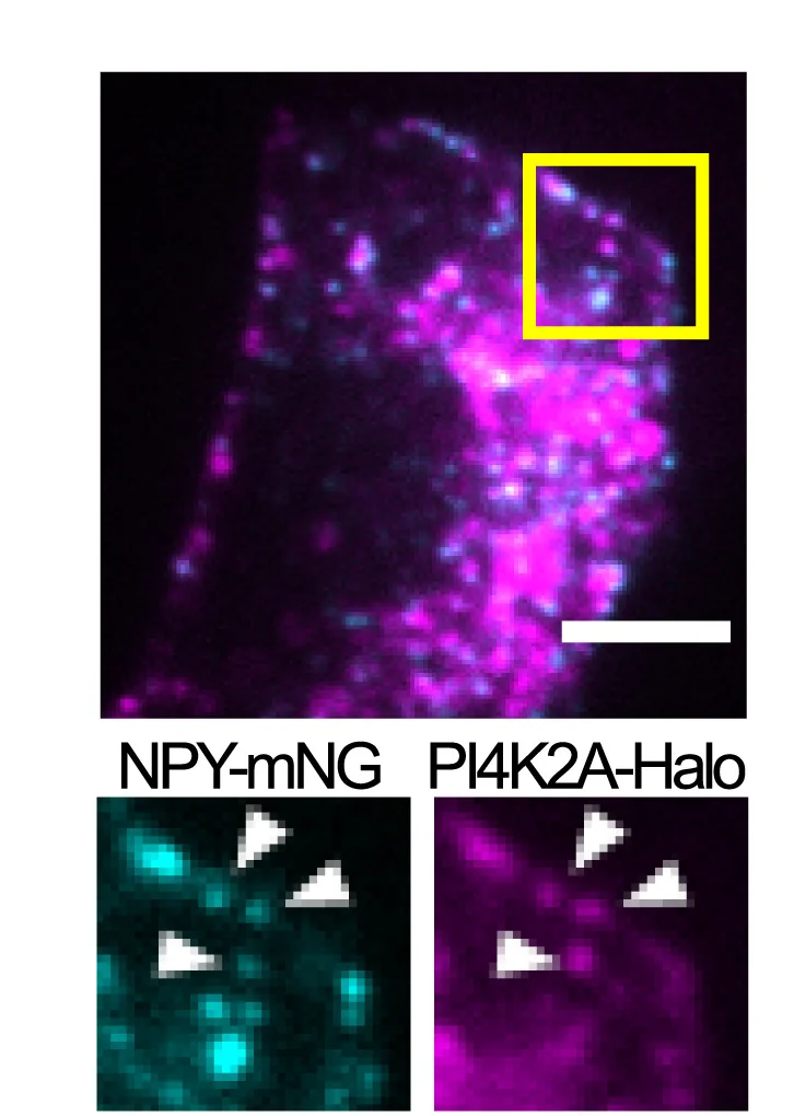 Open access visualization of Microscopy, Confocal Microscopy, MIN6 Cells, NPY-mNG, PI4K2A-HaloJFX650