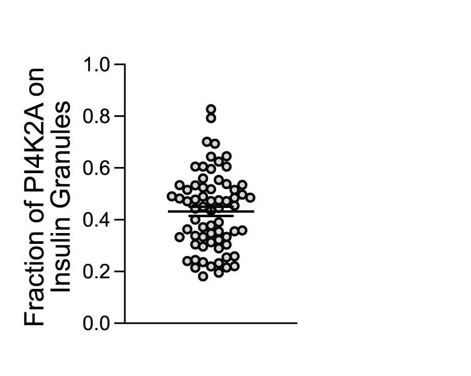 Open access visualization of Scatter Plot, PI4K2A-HaloJFX650, Fluorescence, NPY-mNG, Granules