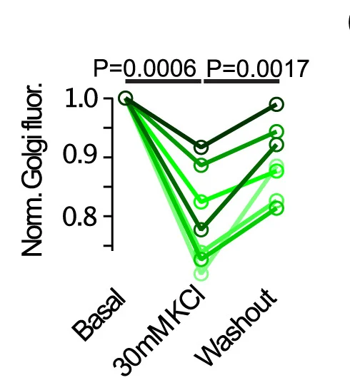 Open access visualization of Line Plot, Golgi, GFP-OSBP, Fluorescence, Stimulation